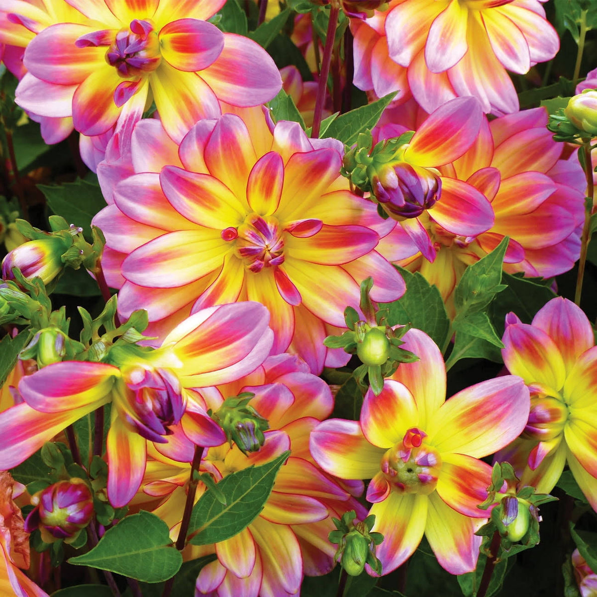 Van Zyverden Dahlia Pacific Ocean Dormant Bulb Full Sun, Multi - Color