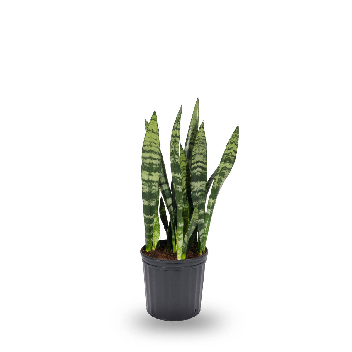 Plants of Steel Sansevieria House Plant in 1.72 - Gallon (S) Pot - Nursery