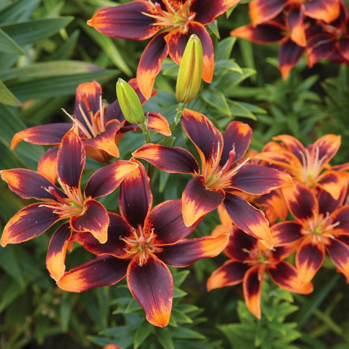 Van Zyverden Lily Forever Susan Dormant Bulb Partial Sun; 3 - 6hrs Multi - Color, 738520