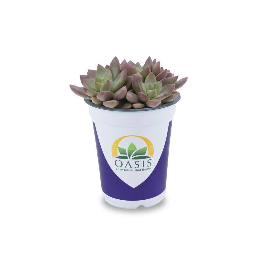 Lowe's Succulent in 1.7 - Pint Pot - Nursery