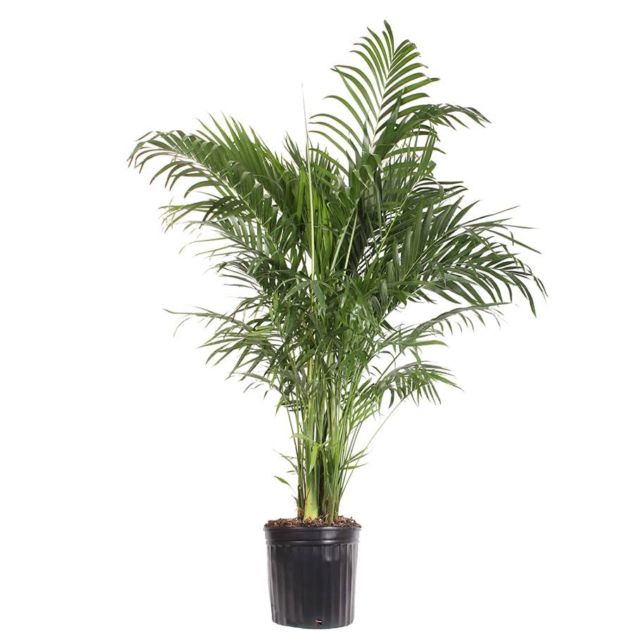 Lowe's Palm House Plant - Nursery