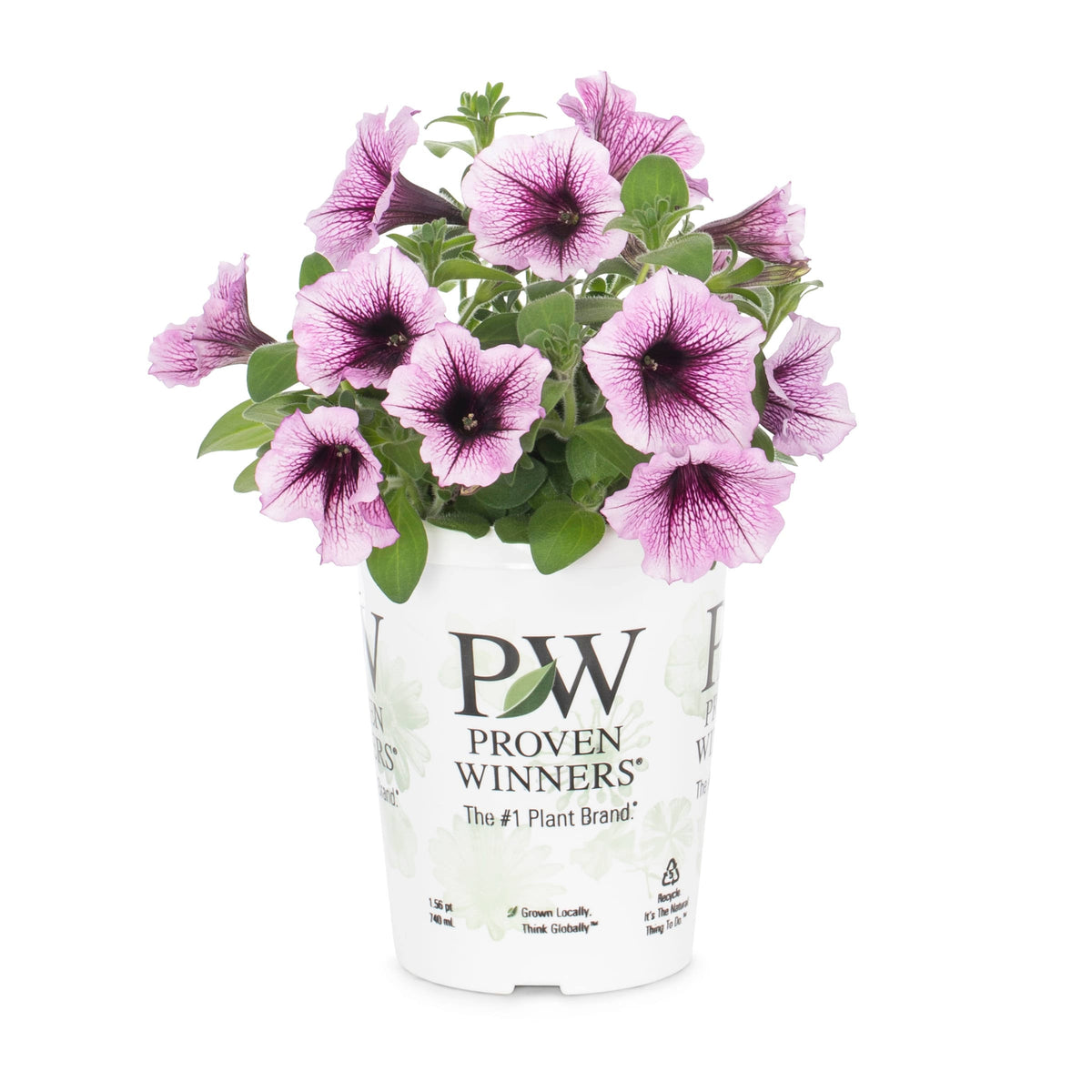 Proven Winners Supertunia Bordeaux in 1.56 - Pint Pot - Nursery