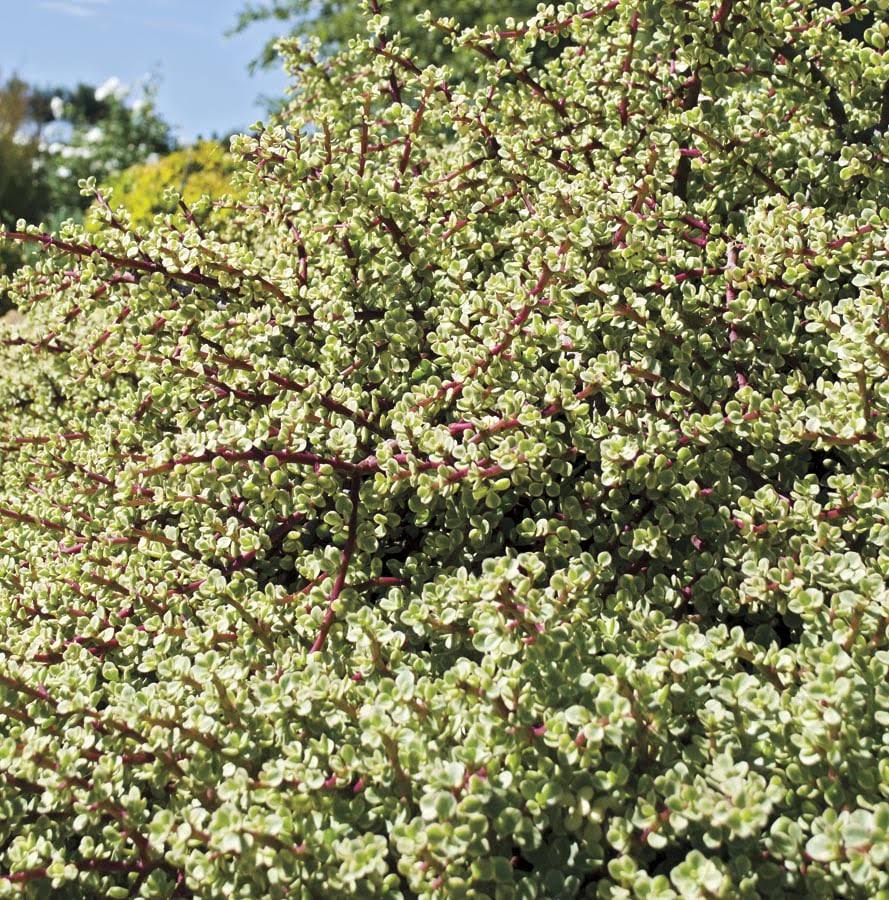 Lowe's Variegated Elephant Bush - Nursery