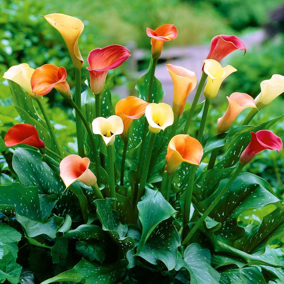 Van Zyverden Calla Lily Mix Dormant Flower Bulb Partial Sun; 3 - 6hrs Multi - Color, 736410
