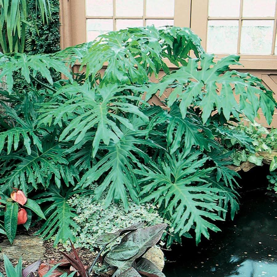 Lowe's Philodendron House Plant in 1.72 - Gallon (S) Pot - Nursery