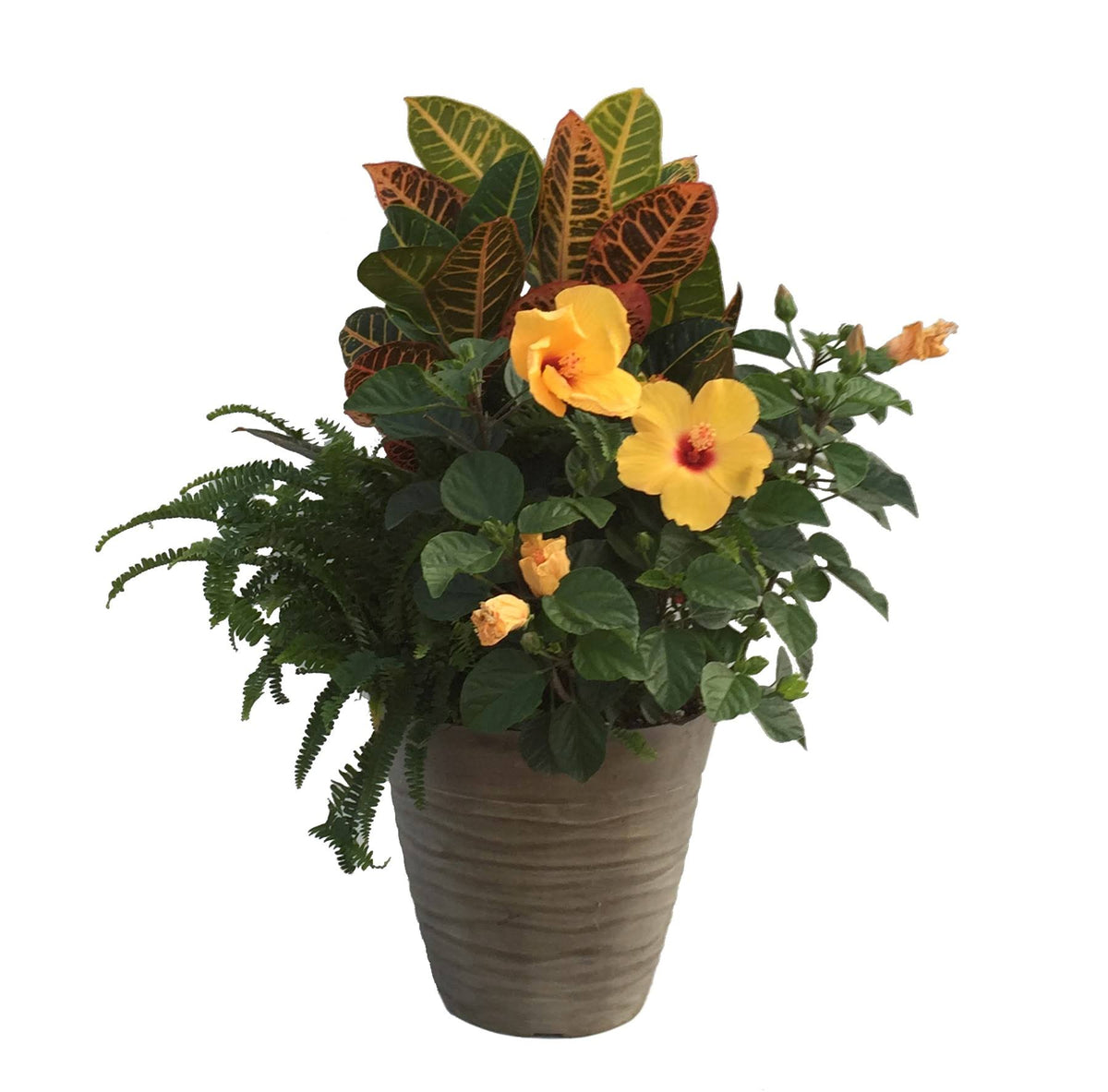 Lowe's Tropical Combo in 3 - Gallon (S) Planter - Nursery